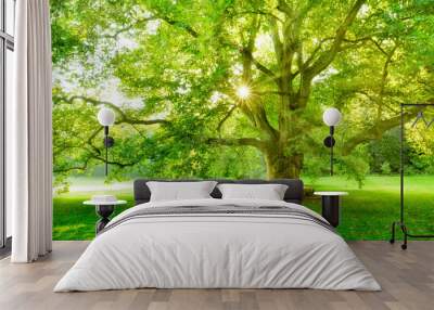 The Sun is shining through the green leaves of a mighty platanus tree Wall mural