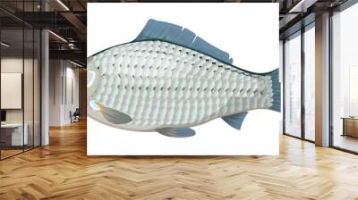 Crucian carp. A freshwater fish, the Crucian carp. Lake or river fish species of carassius or goldfish. Isolated symbol for seafood restaurant sign or emblem, fishing club or fishery market. Wall mural