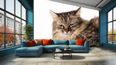 portrait of fluffy sad cat on a light background Wall mural