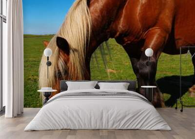 cheval de trait 2 Wall mural