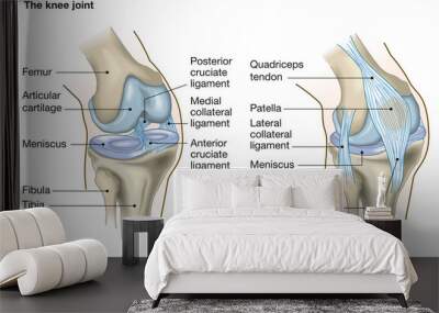 The knee joint, anatomy, medical illustration with caption Wall mural