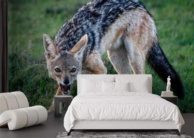 A jackal stands alert in a grassy field, mouth open as if calling out Wall mural