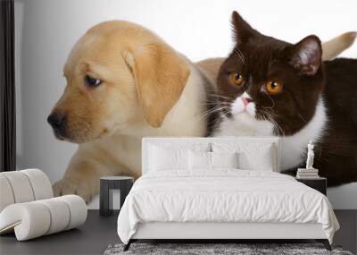 British cat and puppy labrador. Wall mural