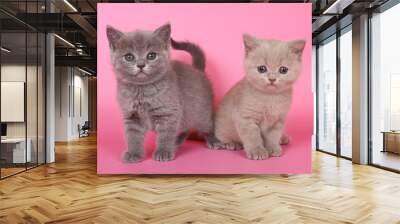 Purple and blue British shorthair kittens. Wall mural