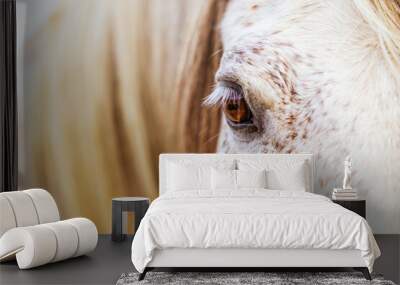 White Lusitano mare, eye details close up, horses eyes and mane. Wall mural