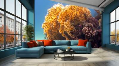 coral reef and coral Wall mural