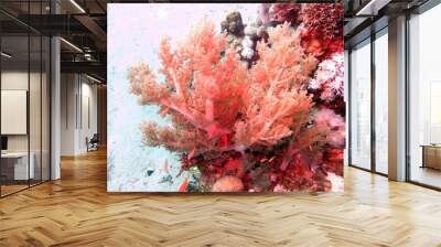 red coral reef Wall mural