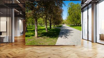 City park at summer time with morning light and long shadows. Parking area with a trees, bench and pathway Wall mural