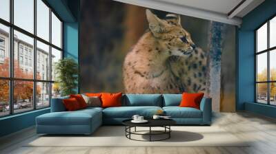 A cute-looking yet fierce serval in a zoo. Wall mural