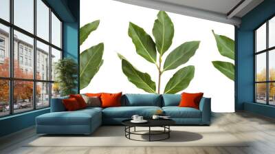 A branch of laurel isolated on white background. Fresh bay leaves. Branch of green laurel leaves Wall mural