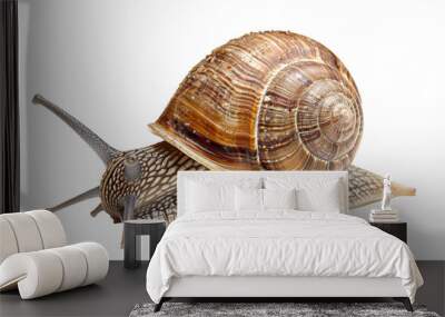 Grape snail isolated on a white background Wall mural