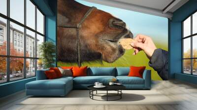 Pferd frisst Leckerli Wall mural