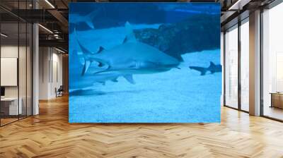 Big Sharks swimming in Aquarium Shark Fish Tank Wall mural