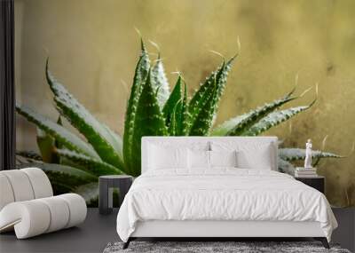 Aloe aristata plant Wall mural