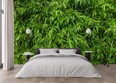 Bamboo fresh green foliage backdrop Wall mural