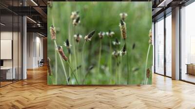 Broadleaf plantain (Plantago major) spring flowers Wall mural