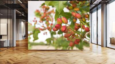 Detail of pistacia vera red fruits in the tree Wall mural