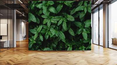 Fresh garden mint leaves Wall mural