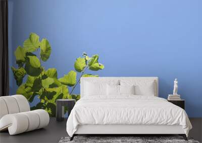 minimal nature background with hazel green leaves and intense bl Wall mural