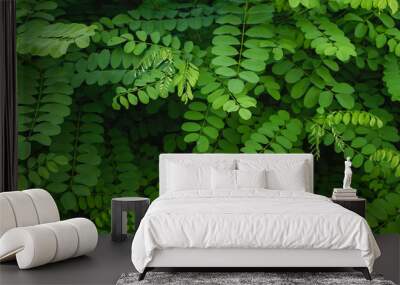 Robinia pseudoacacia or black locust green foliage Wall mural