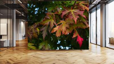 Silver maple autumn foliage Wall mural