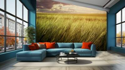 wheat field Wall mural