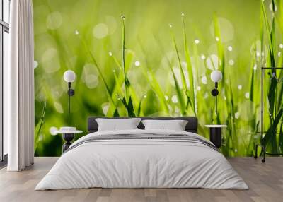 Grass with dew drops. Wall mural