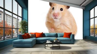 hamster Wall mural