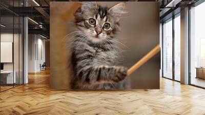 Striped kitten plays with a stick. Wall mural