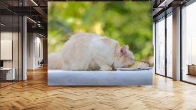 Young cream tabby cat eats sweet cake on the table at home Wall mural