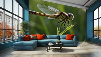 A dragonfly with yellow and black stripes perched on a green blade of grass with its wings spread. Wall mural