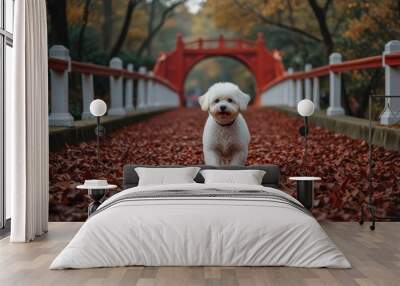 A white fluffy dog walks towards a red bridge in a park covered in autumn leaves. Wall mural