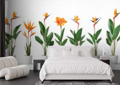 Collection of seven potted bird of paradise plants in various stages of bloom, isolated on white. Wall mural