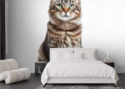 British cat isolated with transparent background. Wall mural