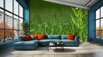 weed among green grass Wall mural