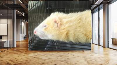 Close up of cute Albino Ferret Wall mural