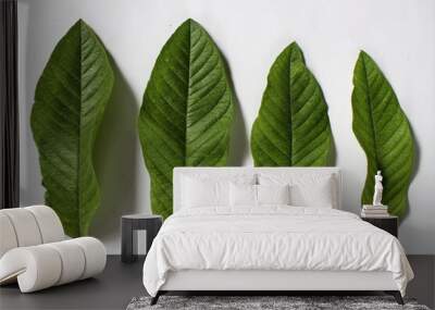 Guava (Psidium guajava) leaves on white background Wall mural