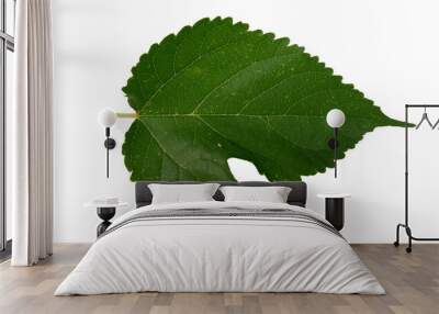 Mulberry leaves with Isolate Leaves on transparent background. Png file. Wall mural