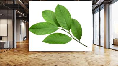 Lemon leaf isolated on white background Wall mural