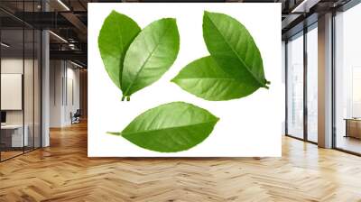 lemon leaf isolated on white background Wall mural