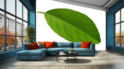 Lemon leaf isolated on white background Wall mural