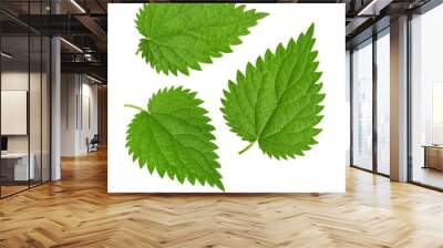 Nettle leaf isolated on white without shadow. set Wall mural