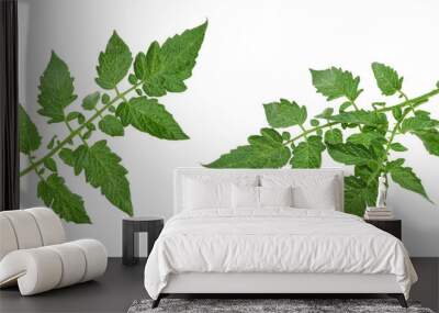 tomato leaf isolated on white background Wall mural