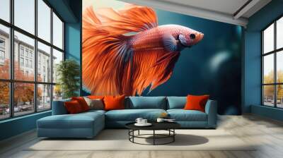 A vibrant orange Betta fish with flowing fins swims in a dark blue water tank. Wall mural