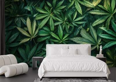 Close-up shot of lush green cannabis leaves. Wall mural