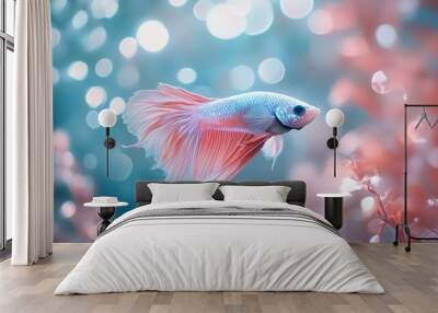 Pink and blue Siamese fighting fish with soft bokeh background. Wall mural