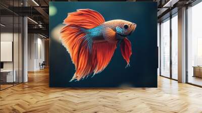 Vibrant orange and blue Siamese fighting fish with flowing fins swimming in a dark blue water tank. Wall mural