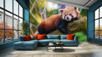 The red panda (Ailurus fulgens), also known as the lesser panda, is a small mammal native to the eastern Himalayas and southwestern China. Wall mural