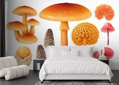 Mushroom illustration watercolor style collection Wall mural