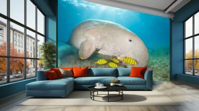 Dugong surrounded by yellow pilot fish Wall mural